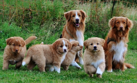 of Tollers